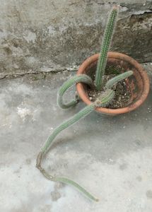 Rare Antique overgrown #Cactus Plant #nagphani
