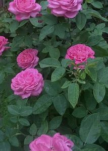 Rose Stems Available 🥀🥀