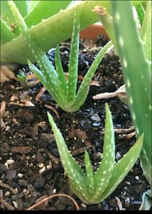 Aloevera Plant