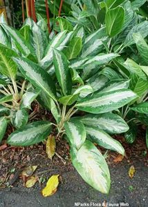 4 Plants In Combo