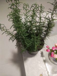 Rose Mary Plant With Root
