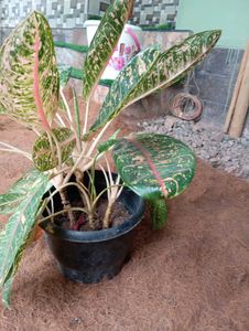 Aglaonema Plant - Chinese Evergreen