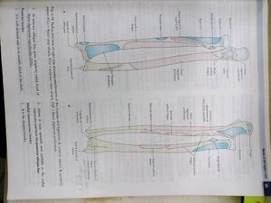 Vishram Singh Anatomy Upper Limb And Thorax