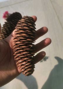 3 Pine Cones