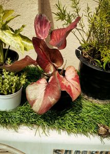 Thai Caladium With Variegation