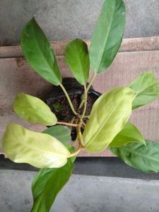 Adenium Seeds and plants combo offer