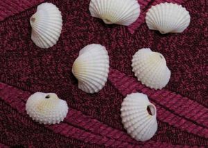 Assorted White Seashell Collection