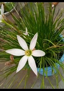 Elegant White Rain Lily Bulbs