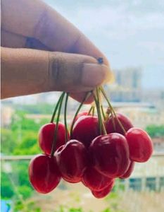 Fruits Seeds @ Low Price