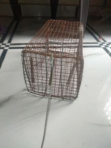 Rat Chatch  Net