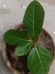 air purifier plants