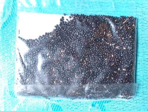 Lal Chaak veritable Seeds( 3000 Seeds Per Packet)