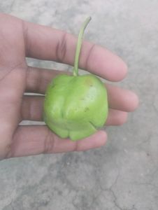 Kaner Plants Seeds (5 Seed)