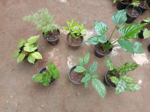 Plants