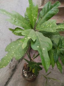 Freash Nd Healthy Croton Doted Plant With Room
