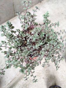 2 Varigated  N Two Hanging Plants Combo