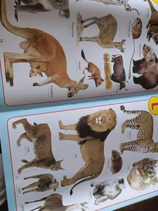 Animal Pictionary
