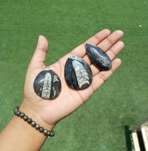 Orthoceras Kuber Stone For Financial Growth 💸💰