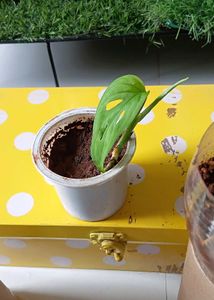 Three healthy saplings with roots and snake plant