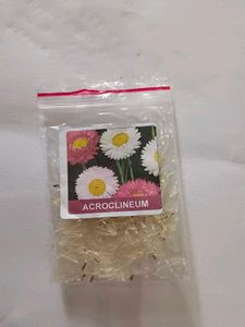 Strawflowers Seeds