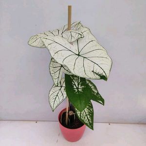 Combo Of Three Caladium With Two Freebie