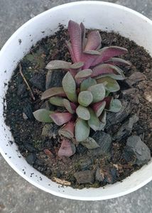 Succulent