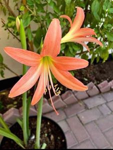 Amar lily 3 Plants with bulb
