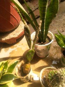 All 5 Variety Permanant Showing Plant