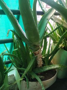 One Big Ayurvedic Healthy Alovera