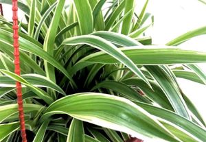 Spider Plant With Roots