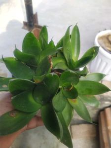 Black Sensevieria Plant