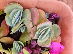 Succulent Kalanchoe Luciae