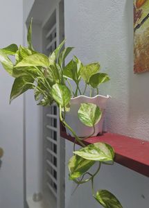 Money Plant With Pot.Healthy Leaves