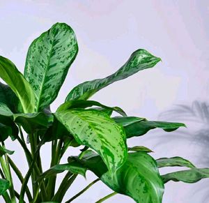 6 Plants