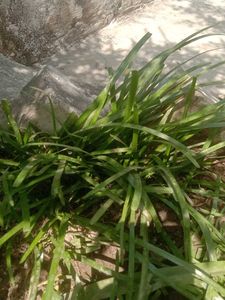 Pink Rain Lily Bulbs 3