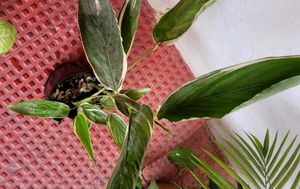 Set 2 Arrowhead &amp; Never.. Plants ☘️