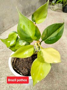 Available (Varities Of Pothos Combo)