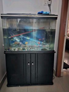 Fish Tank with Cabinet
