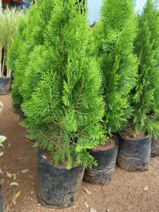 Dwarf Alberta Spruce