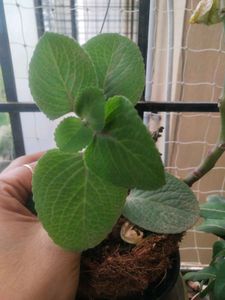 Ajwain Plant Cutting Easy To Grow