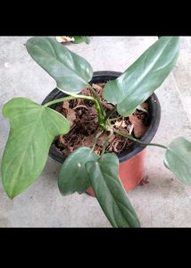 Green Leaves Combo Offer
