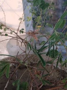 Don't Touch Me Plant 1000 Seed