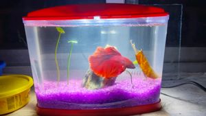 Betta Fish Tank