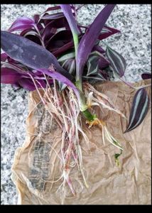 5 Plants Combo 3 Money Plant And 5 Beautiful Flowers 🌹 ,2 Snake Plant,2 Purple Heart Plant,And1 Alove Vera Cuttings