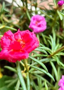 Combo Rose With Lots Of Freebies Only For Punekar