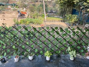 Expendable fence hedge