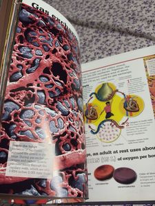 Scholastic Discover More: Human Body