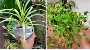 Pack 2 Turtle Vine &amp; Pandanus veitchii Plant 🌵