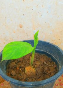 Combo Air Purifying Plants