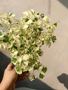 Varigated Aralia With Pot